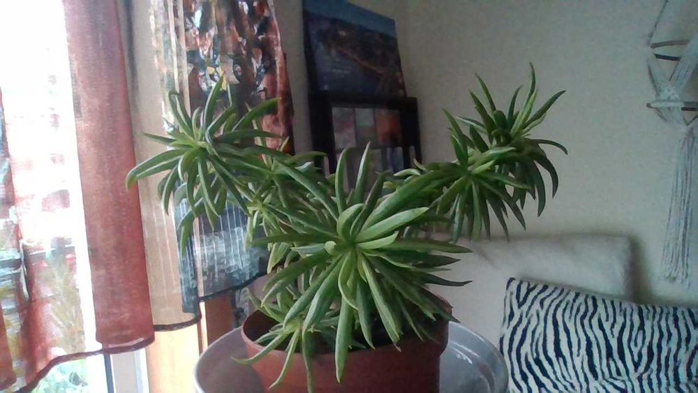 Vasos com ARBUSTO Suculenta SENECIO - planta que dá flores amarelas