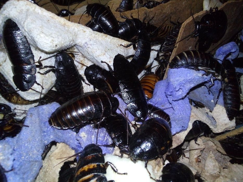 Шипящий таракан "Принцессия"