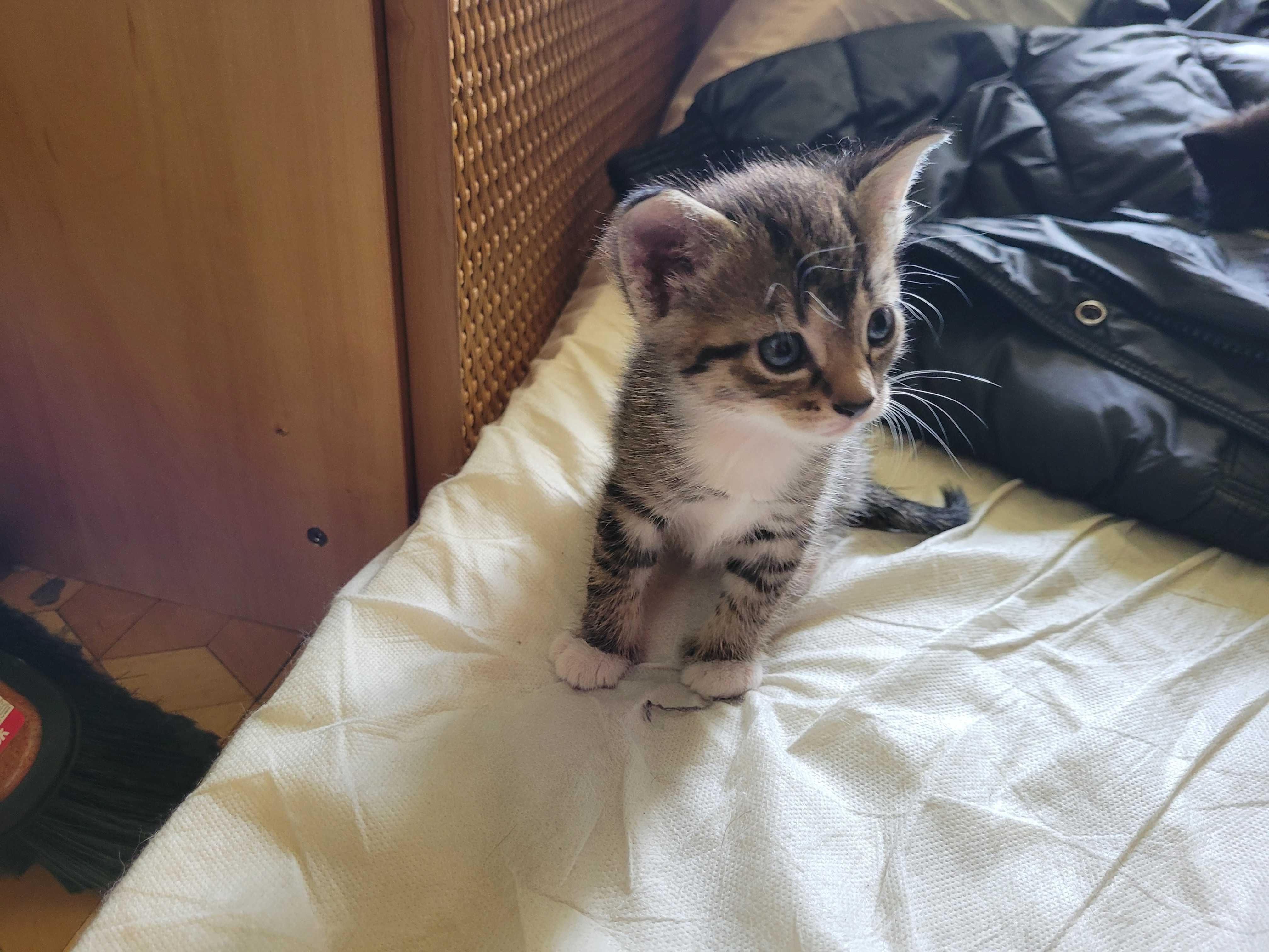 Oddam śliczne kocięta