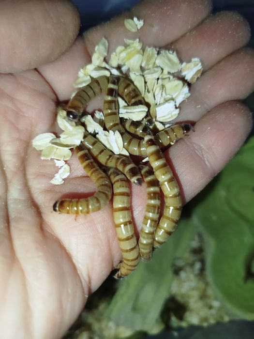 Зоофобус. Личинка зоофобуса