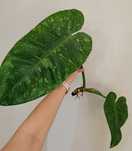 Zestaw Philodendron Jose Buono plus strawberry shake