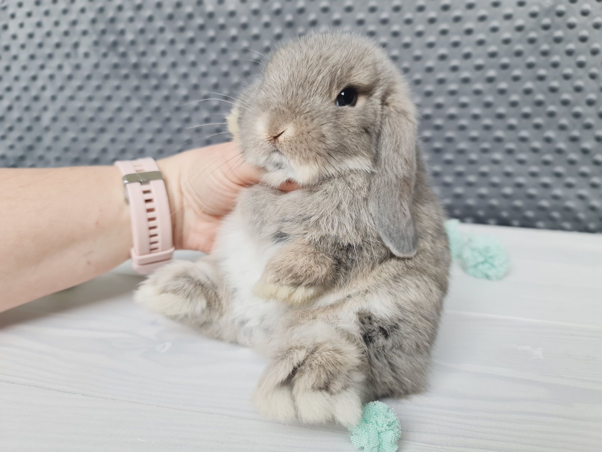 Mini lop królik króliczek miniaturka do odbioru hodowla czip