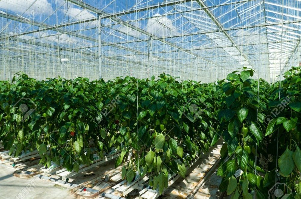 Folia Ogrodnicza TUNELOWA 8,5m/szer UV10 SZKLARNIA