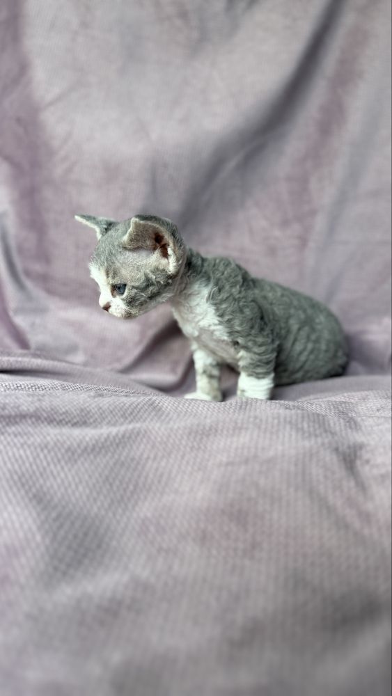 Devon rex kocurek miot L