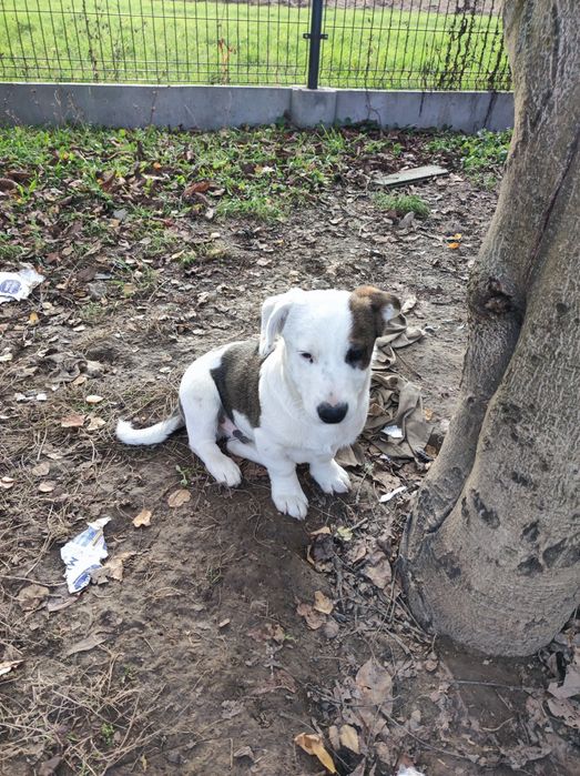 Oddam pieski w dobre ręce