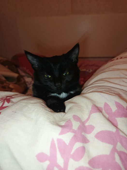 Oddam kotkę i kocurka