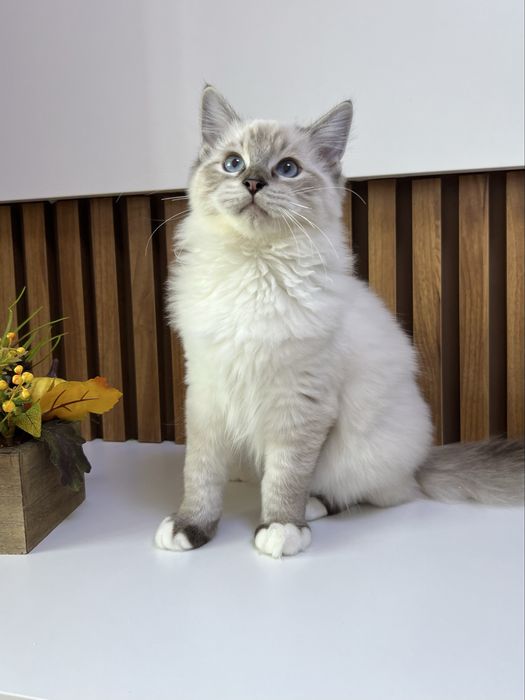 Kocurek Ragdoll , rodowod FPL.