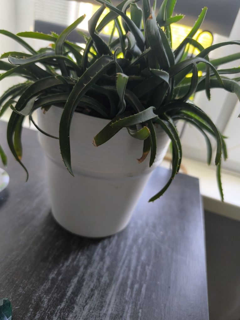Aloes w doniczce