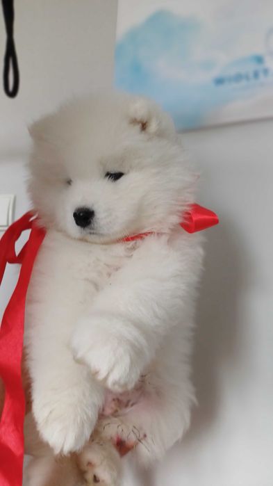 Samoyed ZKwP FCI chłopiec