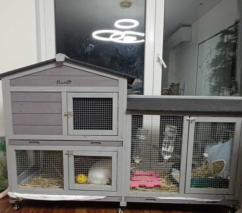 Coelho Mini lop + casa PawHut