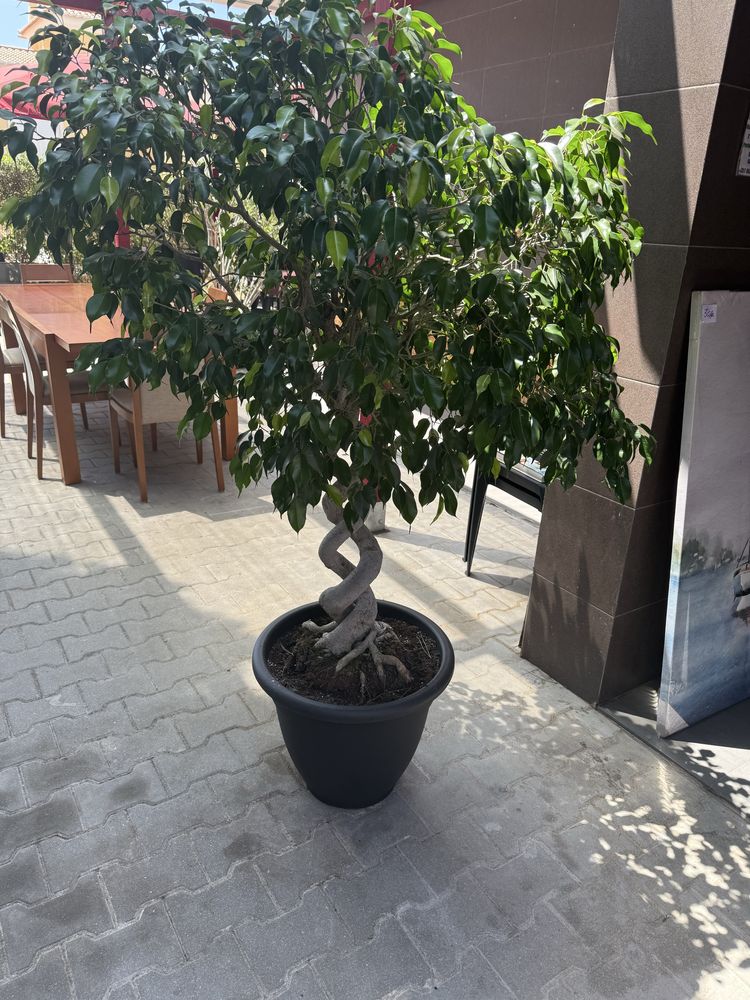 Planta com tronco enrolado