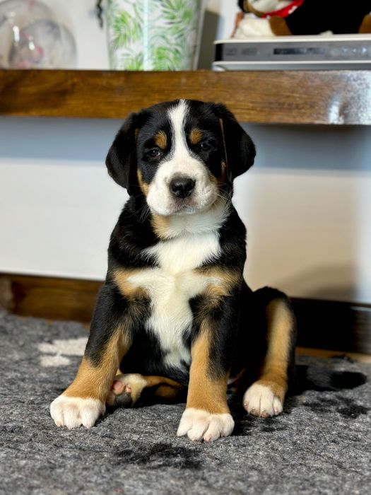 Duży Szwajcarski Pies Pasterski - szczeniak