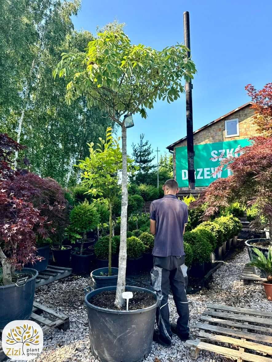 Aesculus pavia Koehnei, Kasztanowiec krwisty, pień 180cm, donica 160l