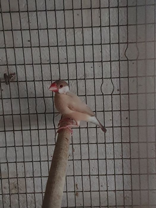 Padda oryzivora  macho de 2024 anilhado