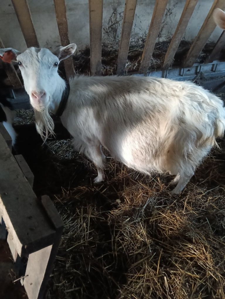 Sprzedam kozę z mlekiem