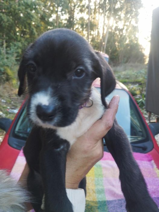 Scubido para adoção muito responsável