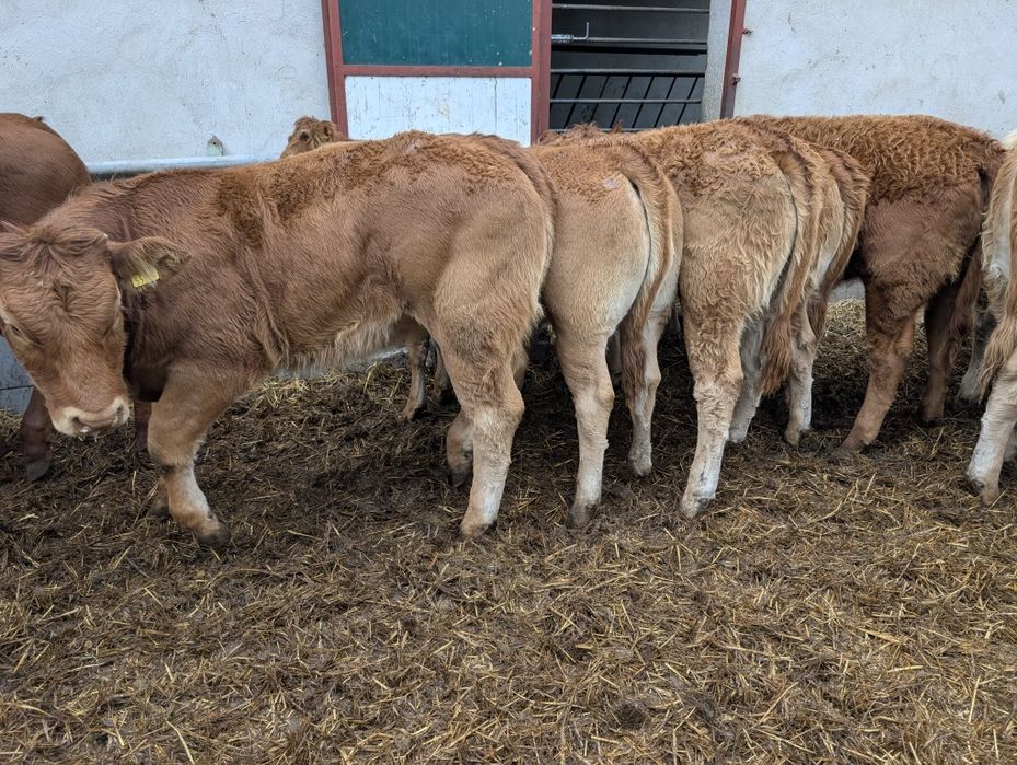 Sprzedam odsadki jałówki polskie