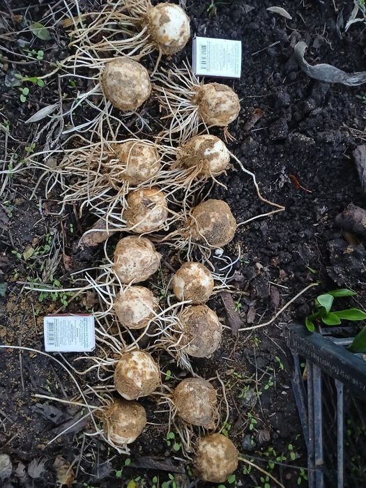 Рябчик императорский или Царская корона