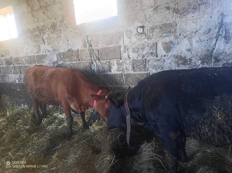 Krowa . Pierwiastka .jałówka