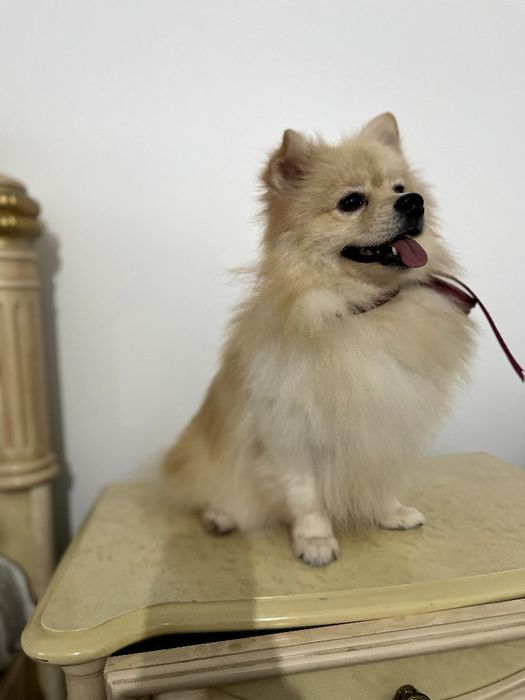 Померанські шпіци — Лише 2 хлопчика! Ідеальна можливість