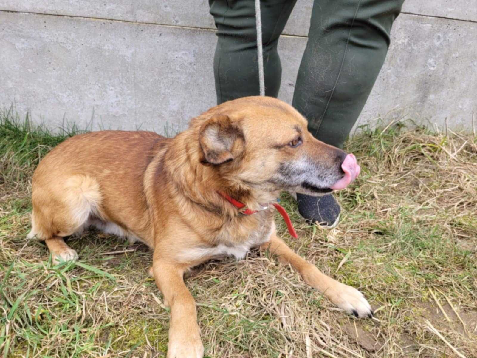 Przerażony BARTUŚ szuka kochającego domu !! Do adopcji !!
