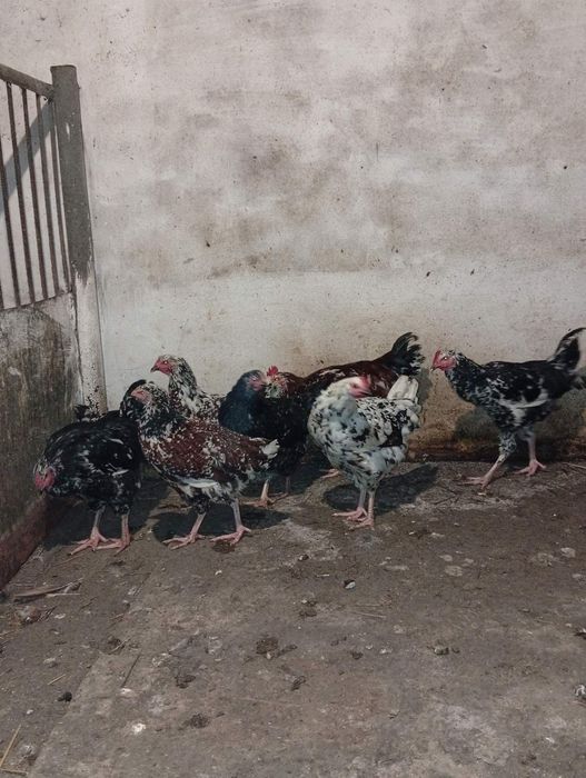 Продам кури та півні Лівенська ситцева