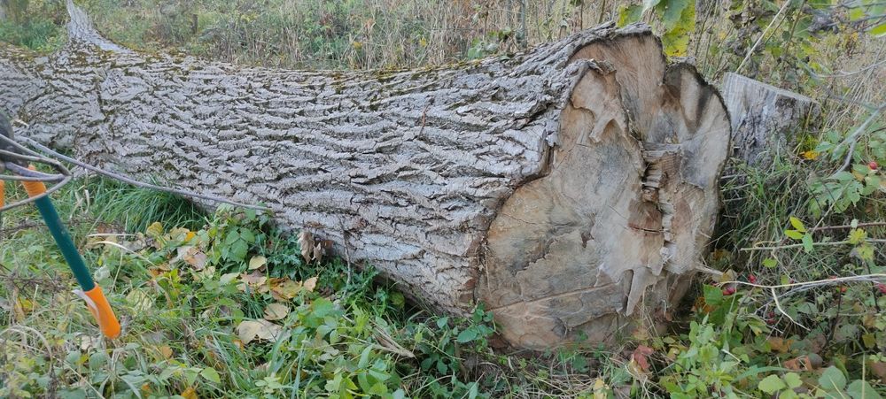 Topolowa kłoda ścięta