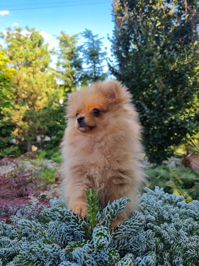 Szpic miniaturowy pomeranian piesek 1.3kg