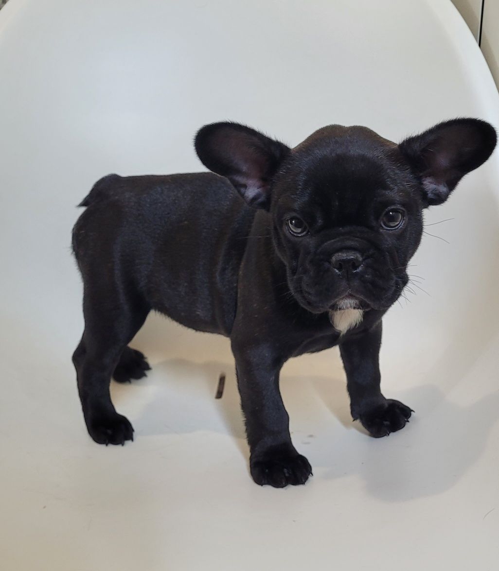 Bulldog femea bebé