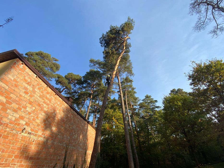 Wycinka trudnych drzew