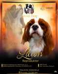 Reproduktor Cavalier King Charles Spaniel, oferta krycia