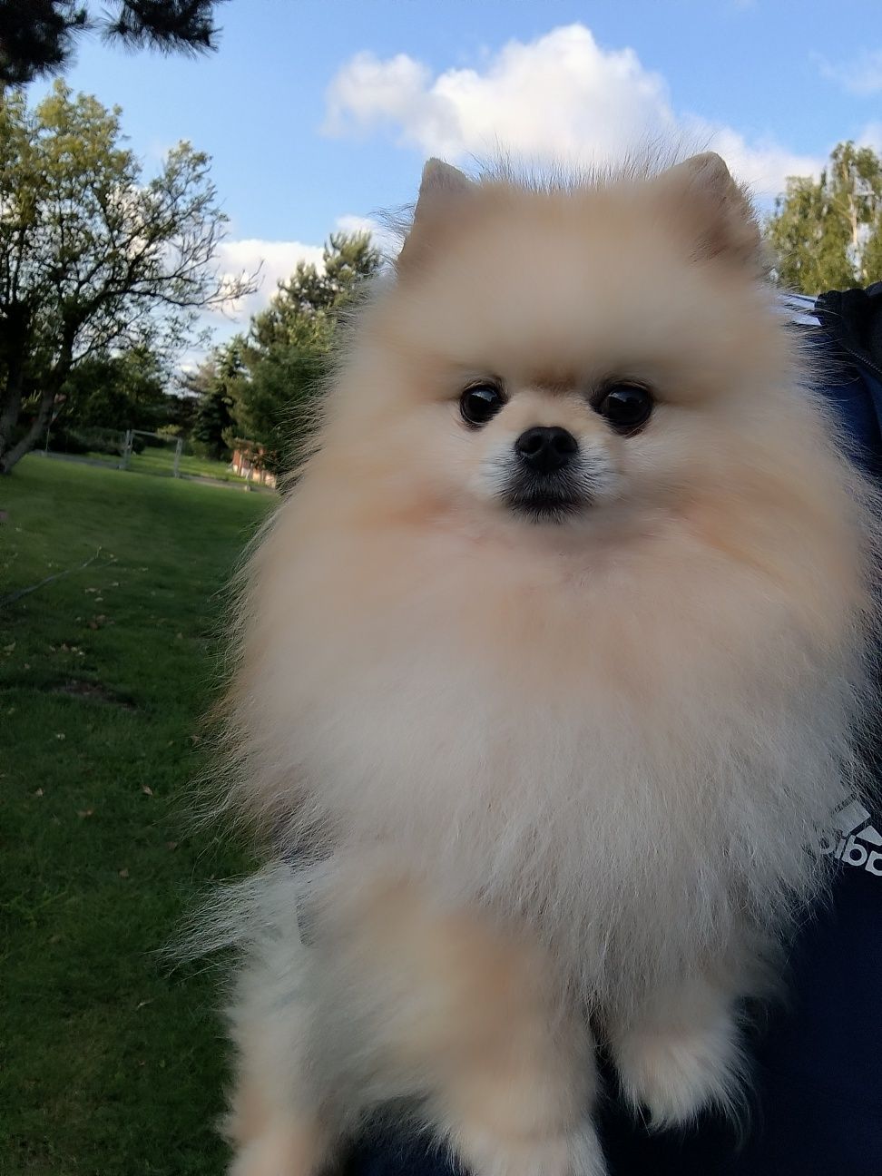 Śliczny samiec Szpic Miniaturowy pomeranian TOP Boo