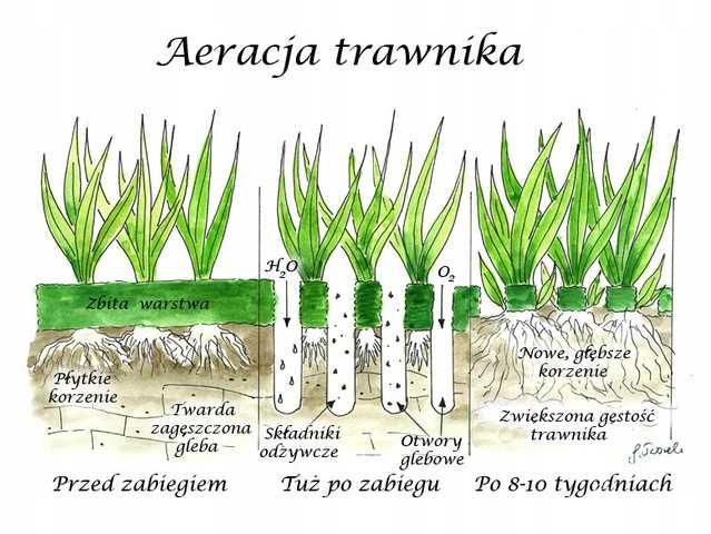 Zakładanie trawnika glebogryzarka separacyjna równanie terenu koparka