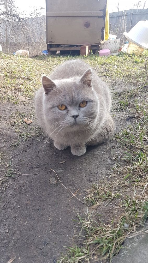 Вязка, случка, жених британец, спаровуем