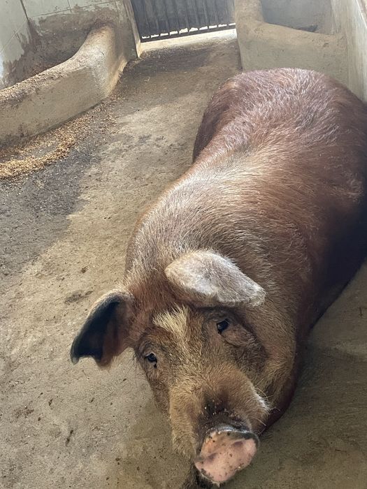 Porco DUROC.