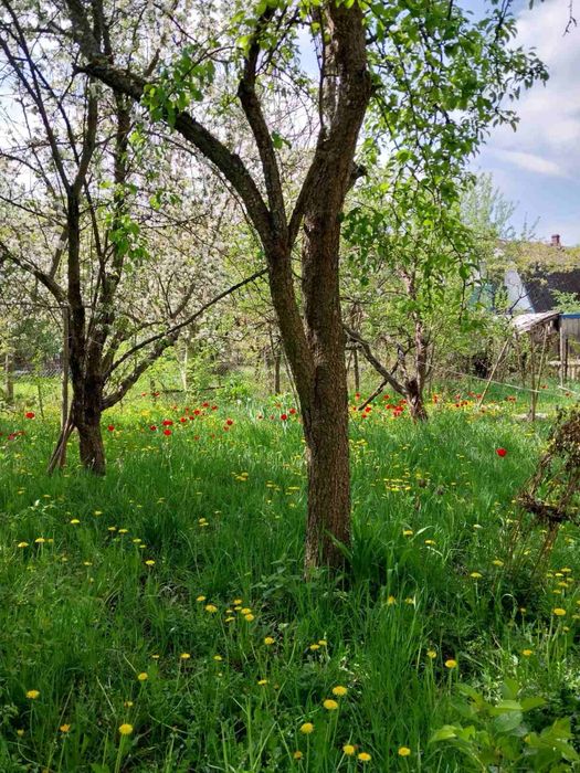 Продаж дачі «Зірка»