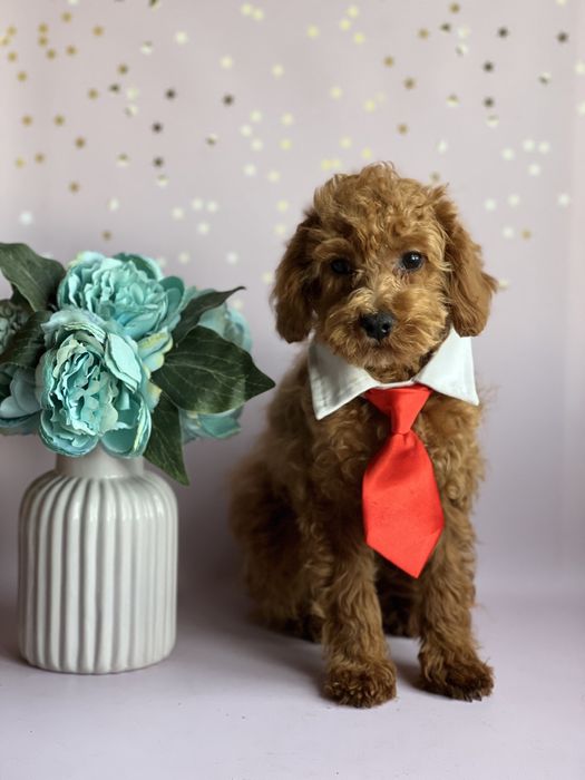 Мальтипу ф2 яркий мальчик