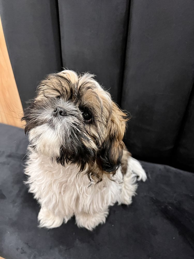 Piesek shih- tzu