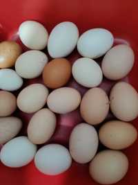 Świeże jaja kury z wolnego wybiegu