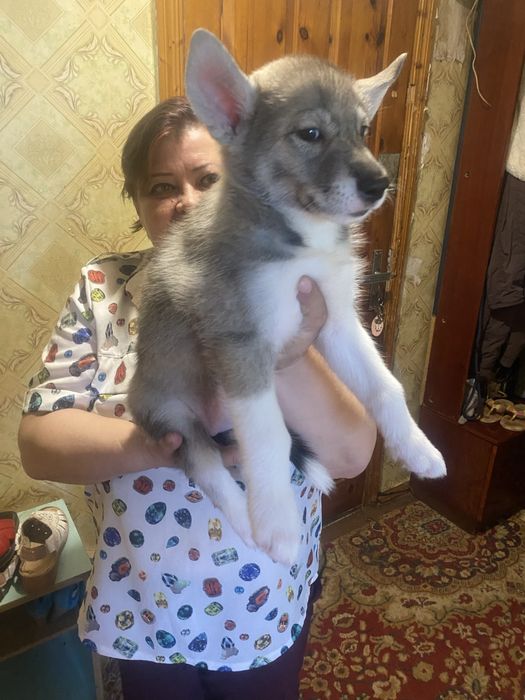 Щенки хаски