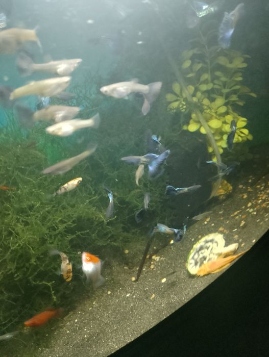 Sprzedam gubiki metal blue japan