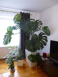 Monstera Filodendron  zaproponuj cenę