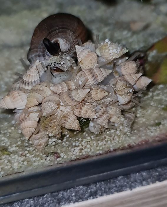 20x Ślimak nassarius vibex akwarium morskie