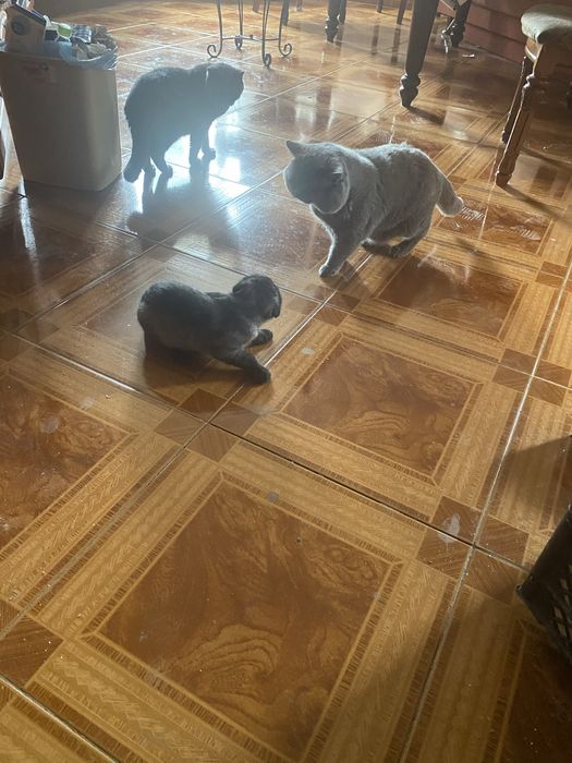 Шотландка БонЯ 3 месяца Скоттиш Фолд