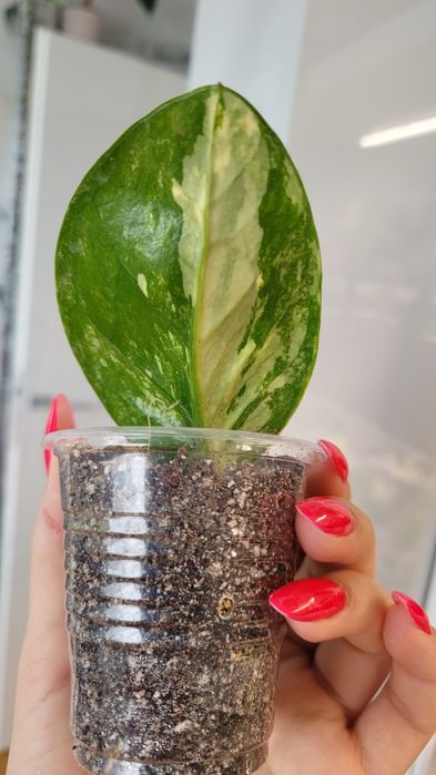 Zamioculcas / Zamiokulkas Midori variegata