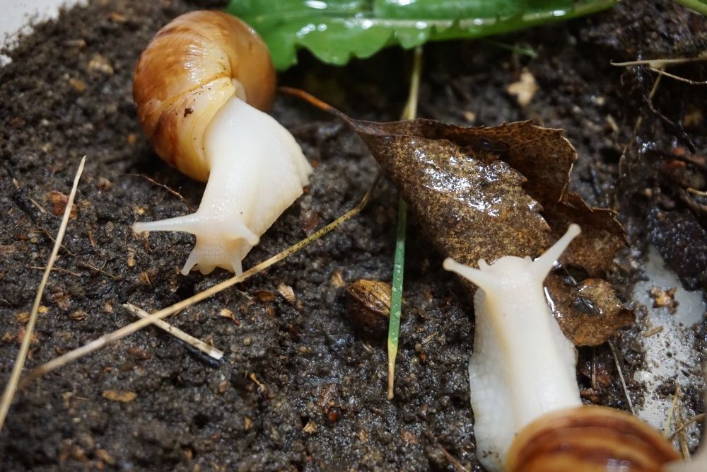 Ślimaki Achatina fulica albino