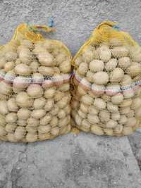 Ziemniaki wielkości sadzeniaka Bryza Tajfun