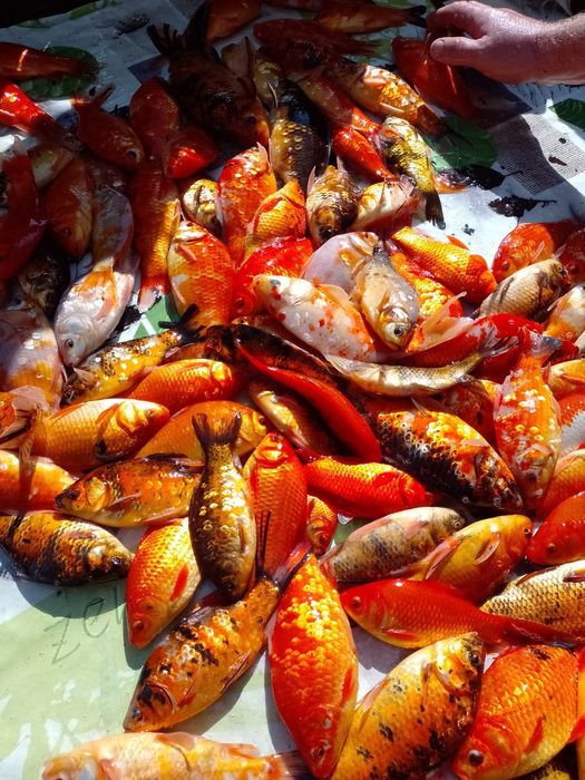 karaś ozdobny ( mix kolorów)