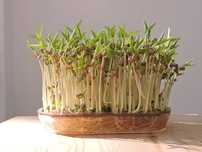 Sementes Microvegetais / Brotos