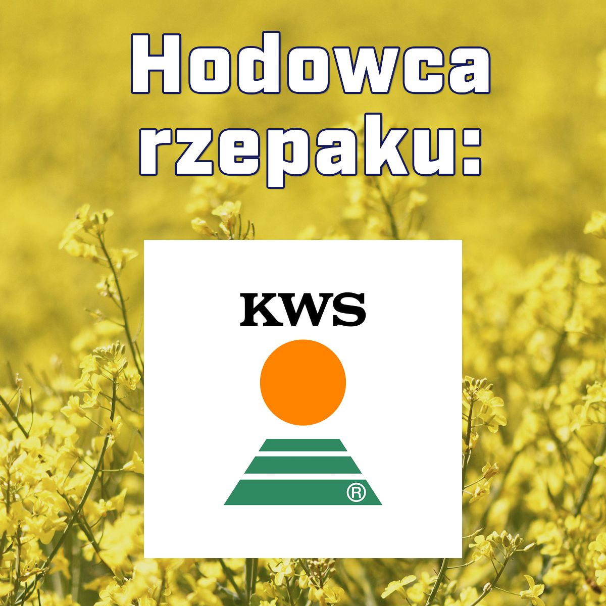 Rzepak ozimy KWS Lauros F1, C1, opak. 1,5 mln.n. Scenic Gold